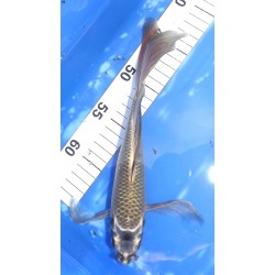 Kabuto voile 20-25cm