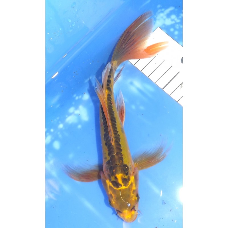 Midorigoï voile 20-25cm