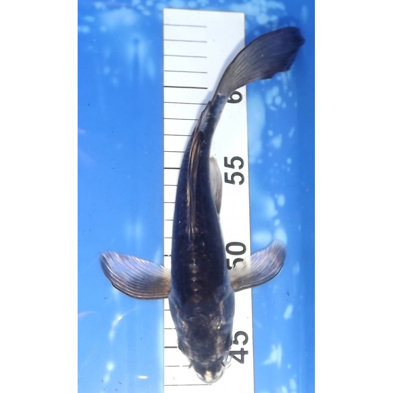 Kikokuryu voile 20-25cm