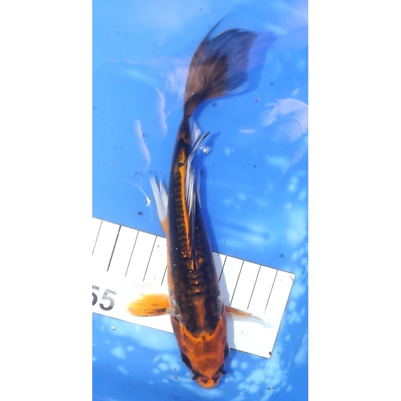 Kin Kikokuryu voile 20-25cm