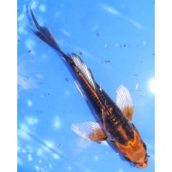 Kin Kikokuryu voile 20-25cm