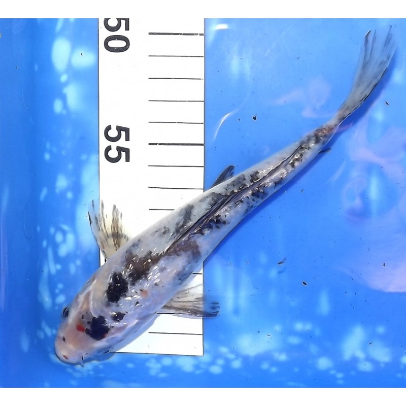 Ginrin Kin Showa 20-25cm