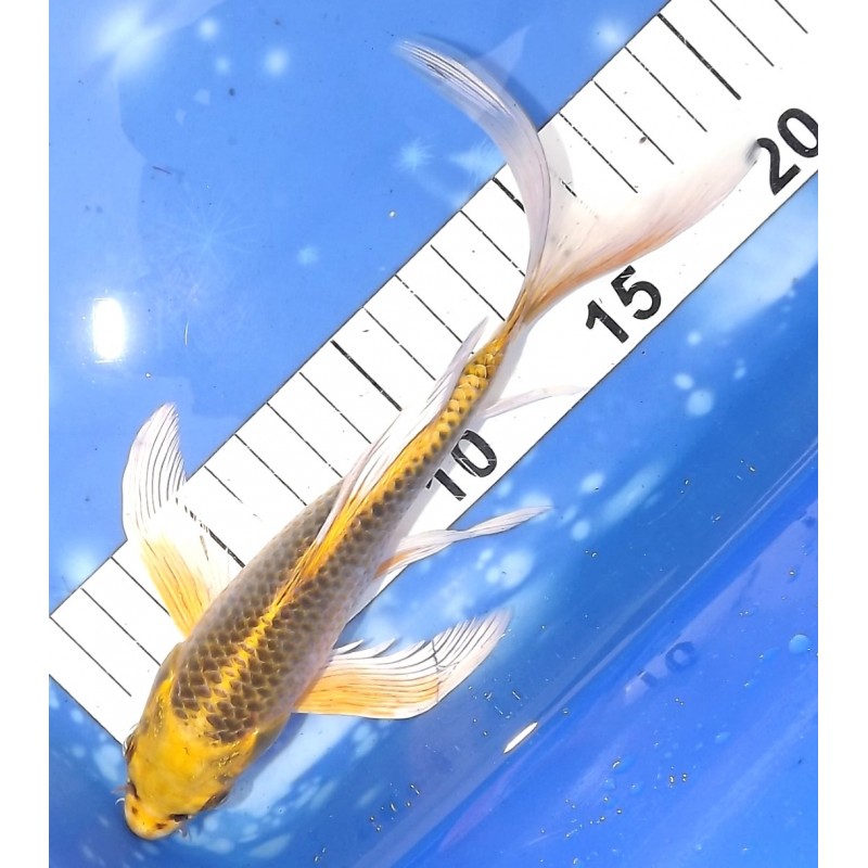 Kin Ki Matsuba voile 20-25cm