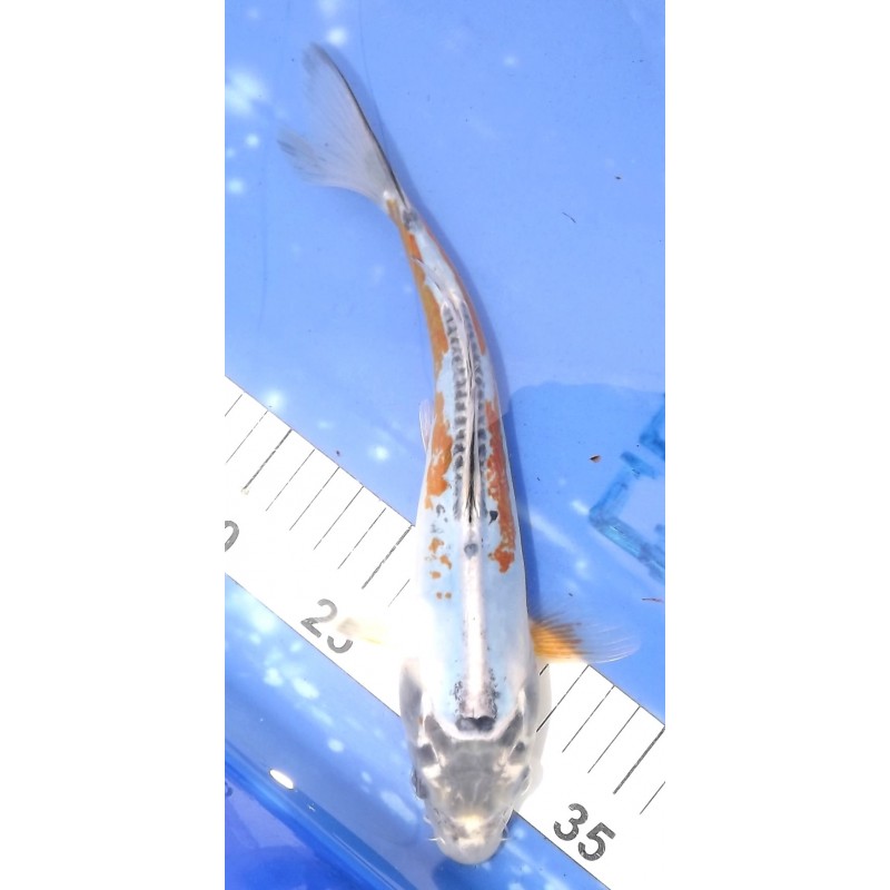 Kin Kikokuryu 25-30cm