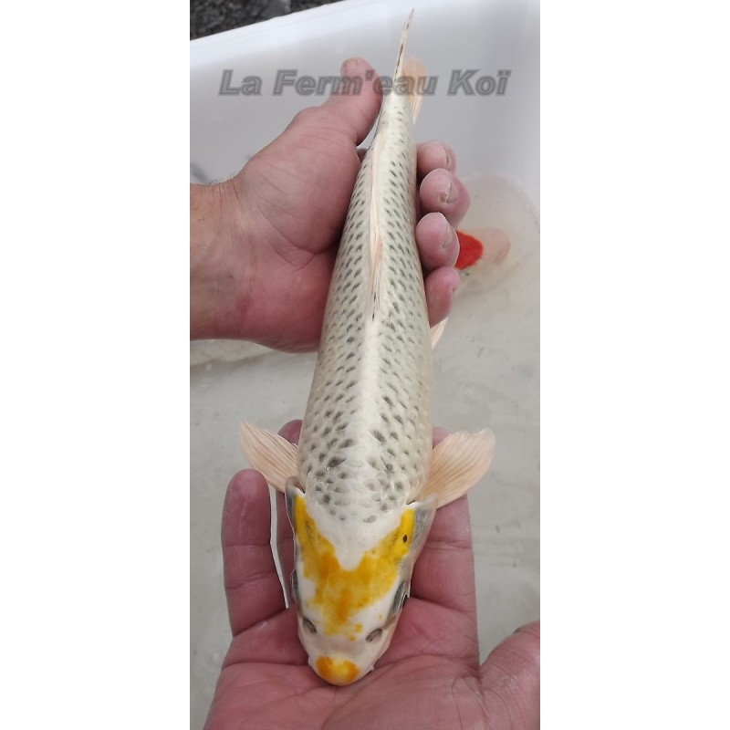 gin matsuba tête jaune 30-35 cm