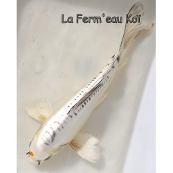 Doitsu gin matsuba voile 30-35 cm