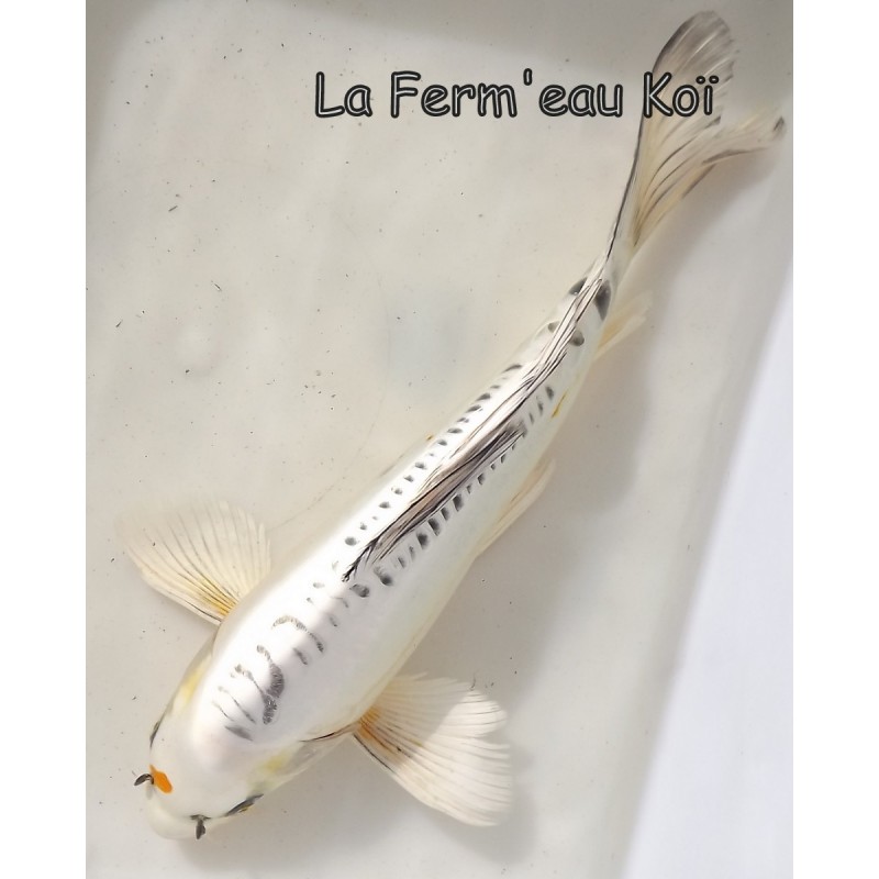 Doitsu gin matsuba voile 30-35 cm