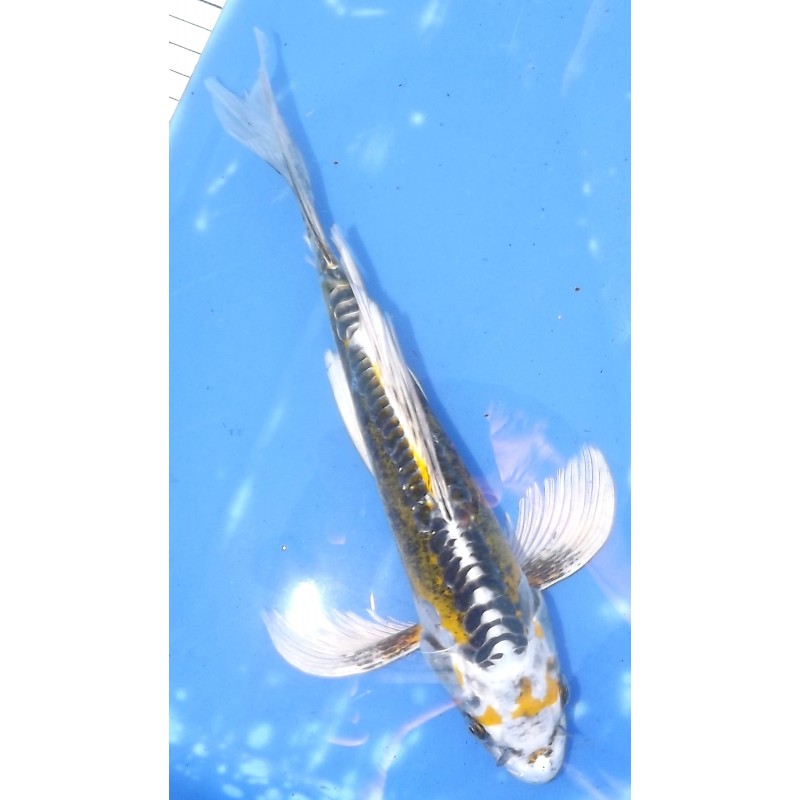 Kin Kikokuryu voile 25-30cm