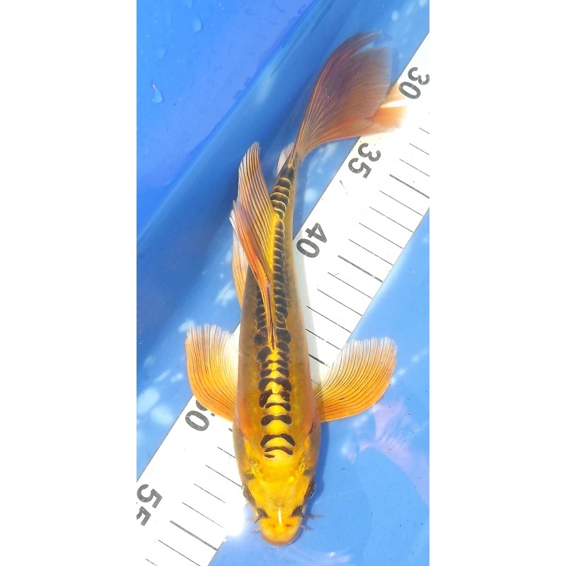 Doitsu Kin Ki Matsuba voile 25-30cm