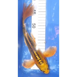 Doitsu Kin Ki Matsuba voile 25-30cm