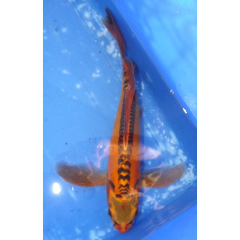 Mizuho Ogon voile 35-40cm