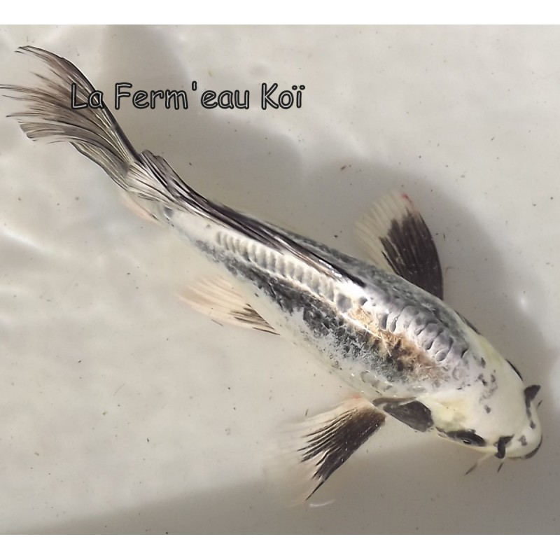 Kikokuryu voile 25-30 cm