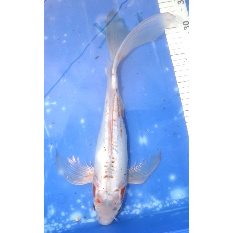 Shusui voile femelle 35-40cm