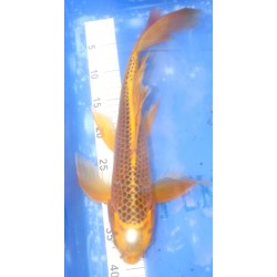 Ki Matsuba voile 40-45cm