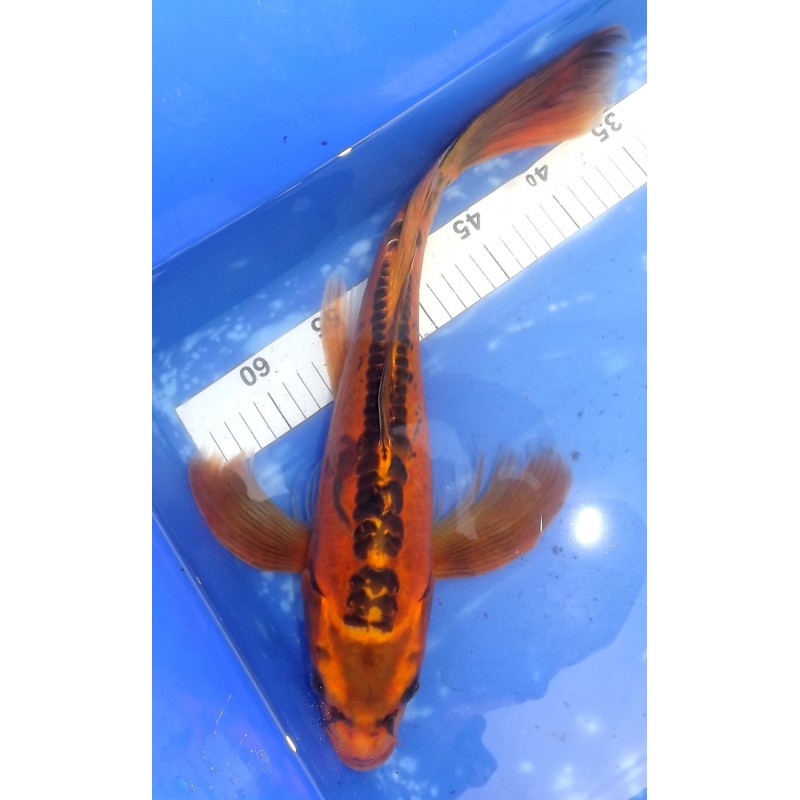 Doitsu Ki Matsuba voile 40-45cm