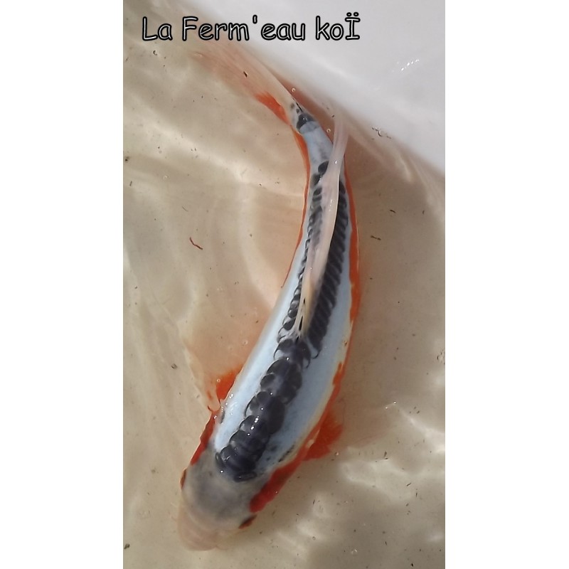 Shusui voile 30-35 cm