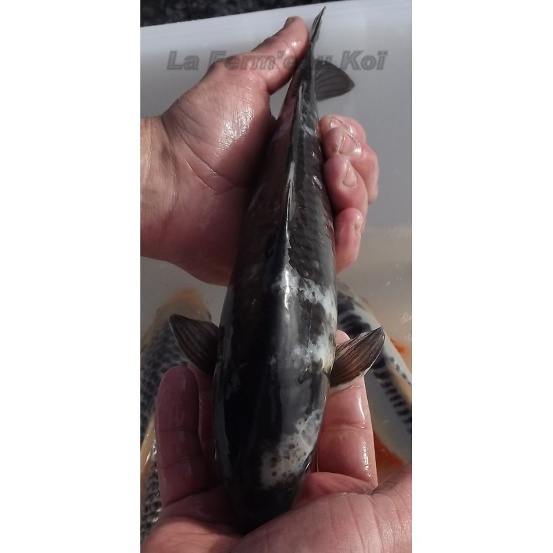 matsukawabake 30-35 cm