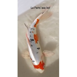 Doitsu Yamatonishiki voile 30-35 cm