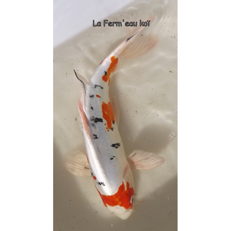 Doitsu Yamatonishiki voile 30-35 cm