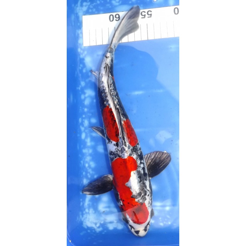 photo : décembre 2023