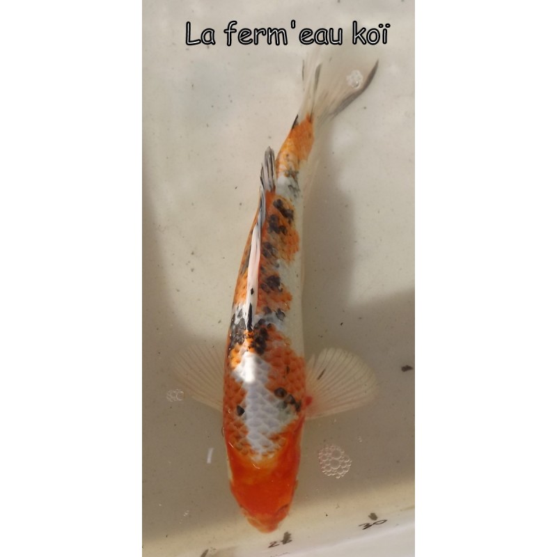 Yamatonishiki voile 25-30 cm