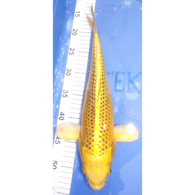 Kin Ki Matsuba 38cm éleveur Hirashin