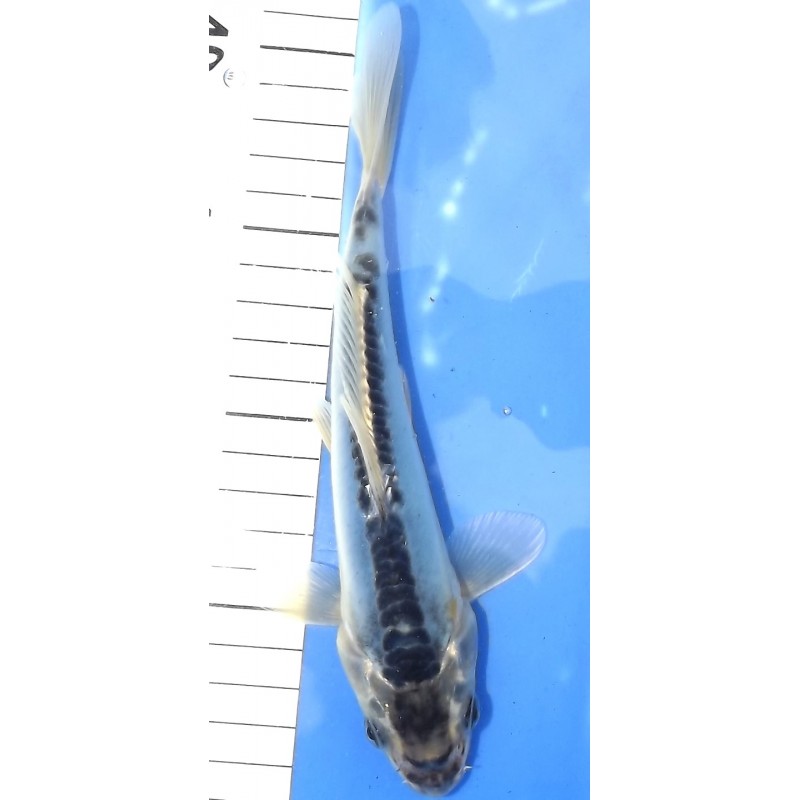 Shusui X Kikokuryu 20-25cm