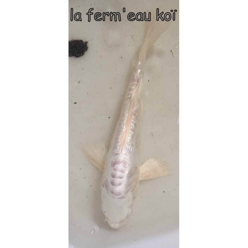 Doitsu Platinium voile 20-25 cm