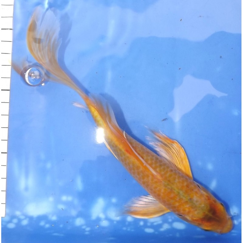 Kawari Asagi voile 20-25cm