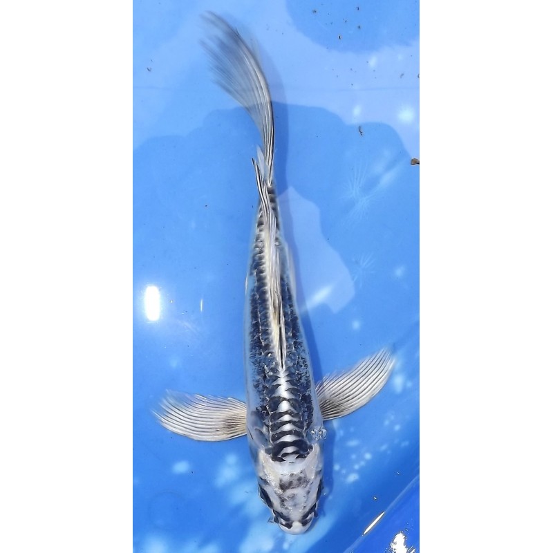 Kikokuryu voile 20-25cm