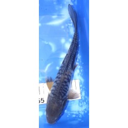 Aragoke (Big scales) 25-30cm