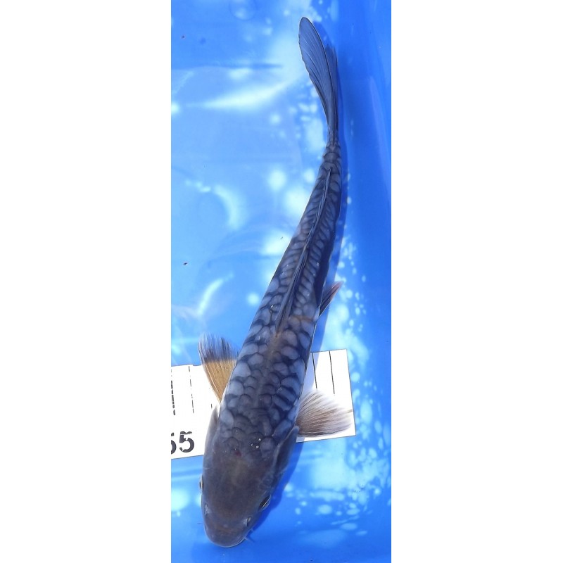 Aragoke (Big scales) 25-30cm