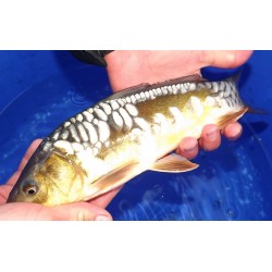 Aragoke (Big scales) 25-30cm