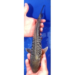 Aragoke (Big scales) 25-30cm