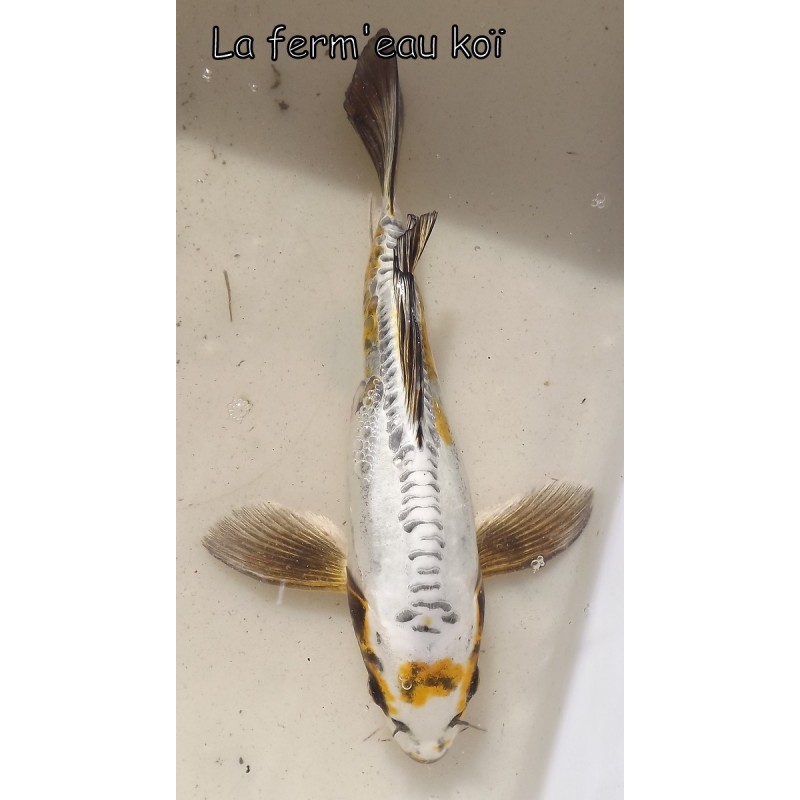 Kin Kikokuryu voile 25-30 cm