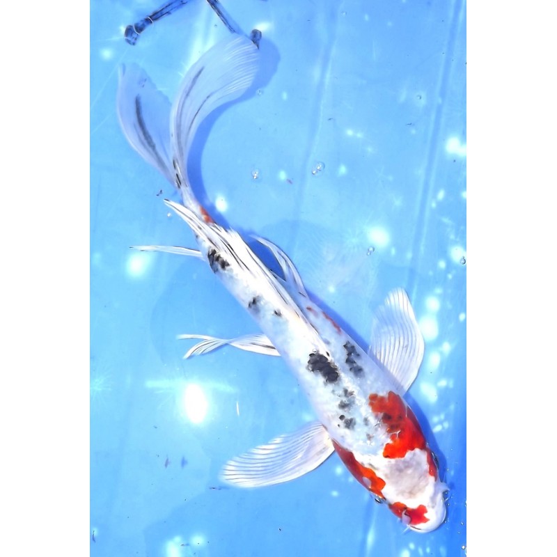 Gin Showa / Yamatonishiki voile 25-30 cm