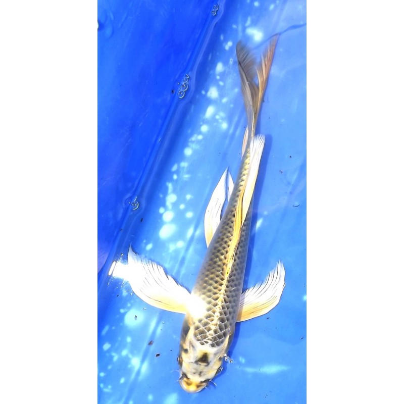 Kin Ki Matsuba voile 25-30cm