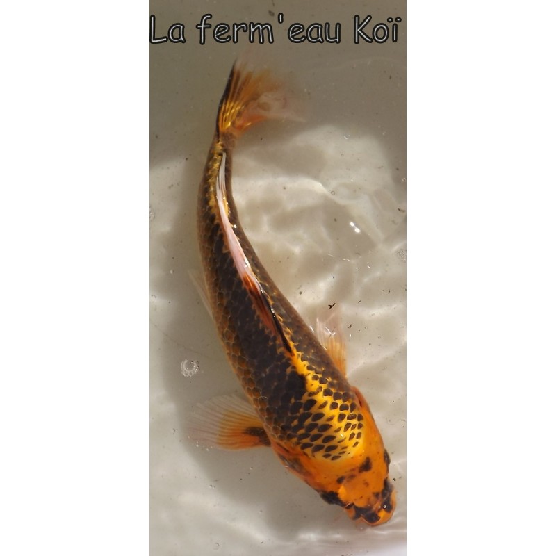 Ki Matsuba voile 30-35 cm