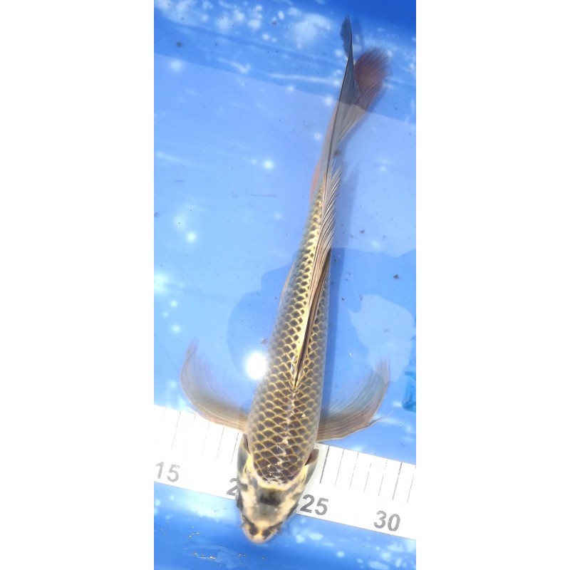 Kabuto voile 30-35cm