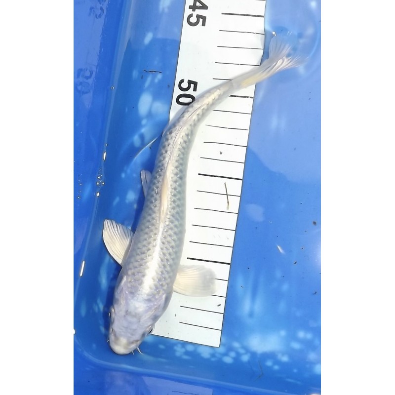 Platinum Gin Matsuba 20-25cm