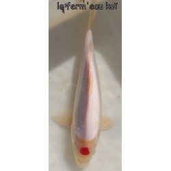 Tancho kohaku 30-35cm