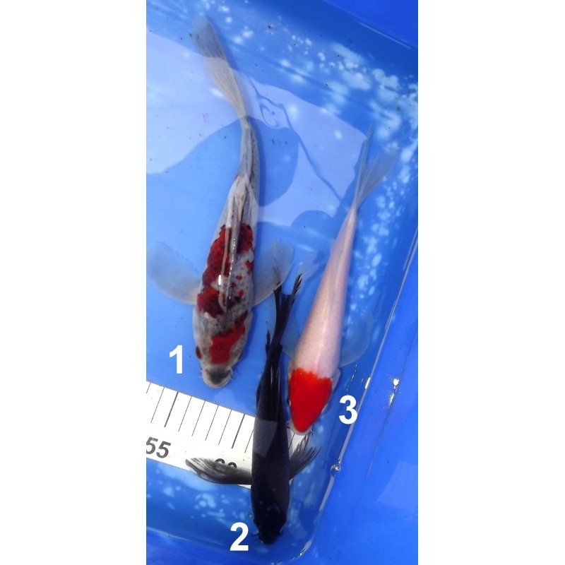 Goshiki, Hajiro et Tancho Kohaku voiles éleveur suda