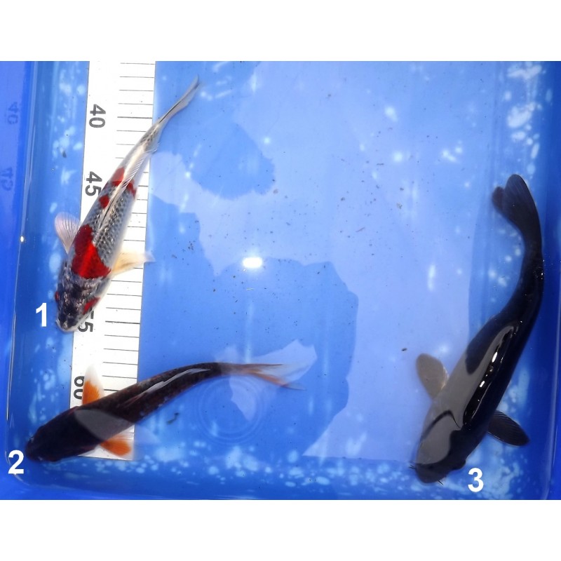 Goshiki Kujaku, Hajiro, Goshiki traditionnel éleveur Aoki