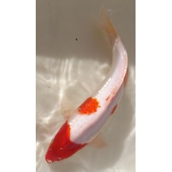 Kohaku  40-45cm