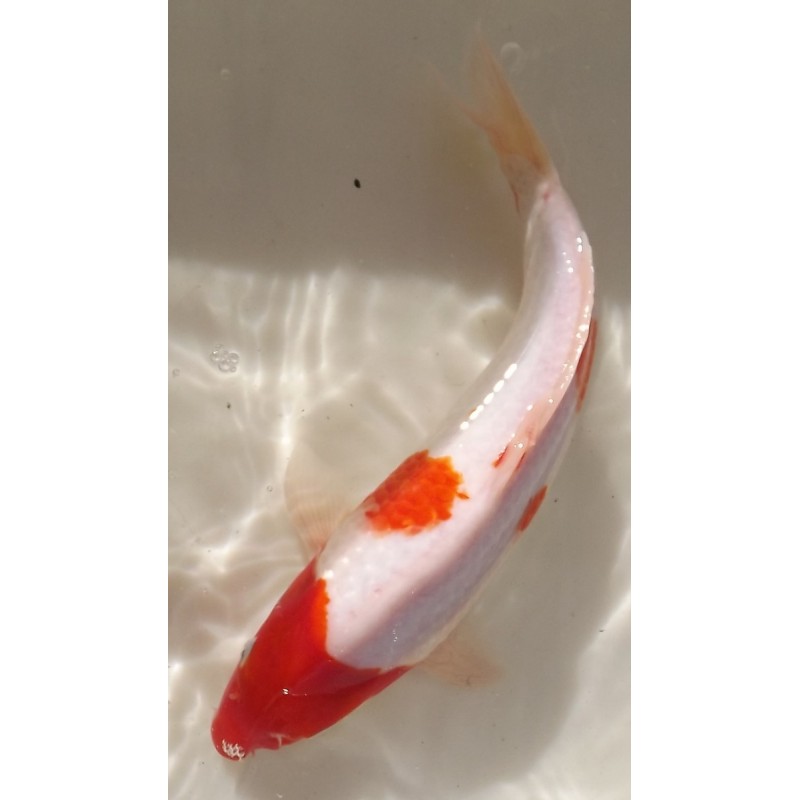 Kohaku  40-45cm