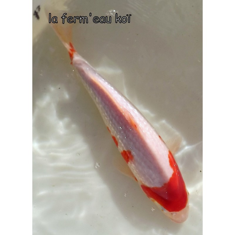Kohaku ginrin 30-35cm