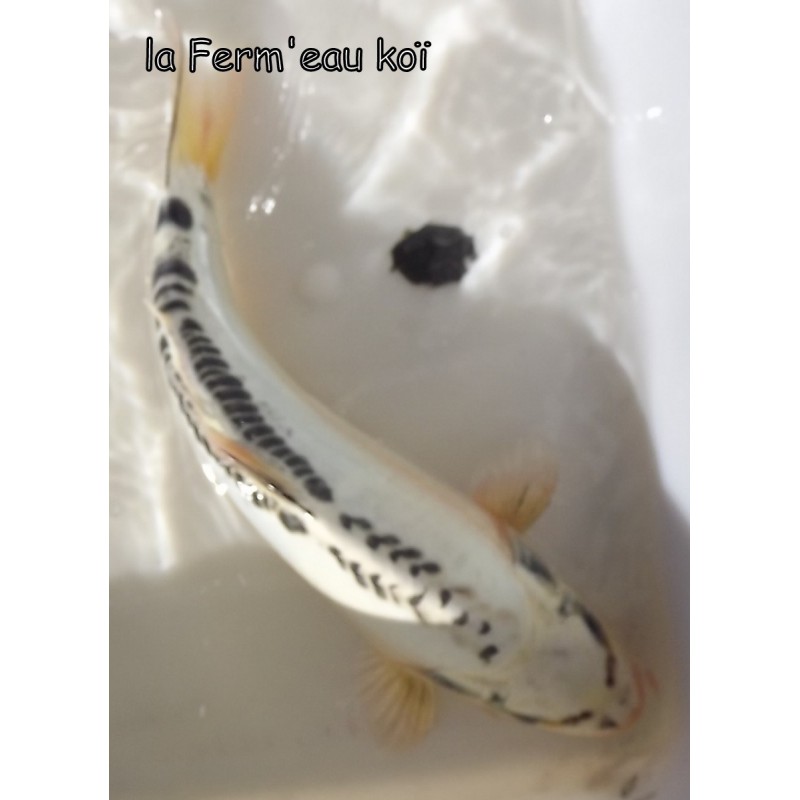 Doitsu Gin Matsuba 30-35cm