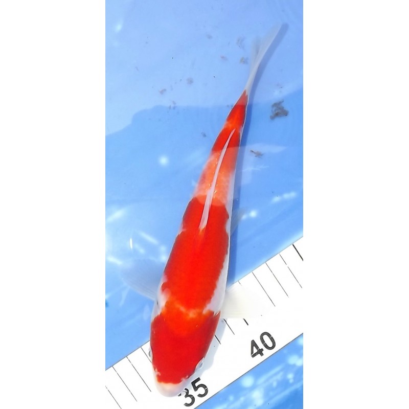 Kohaku éleveur Saïto Koi Farm