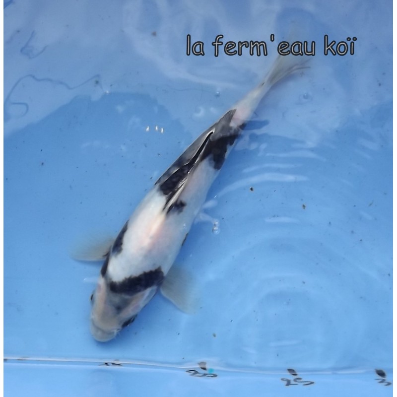 Shiro utsuri 20-25cm Japon Ogata 