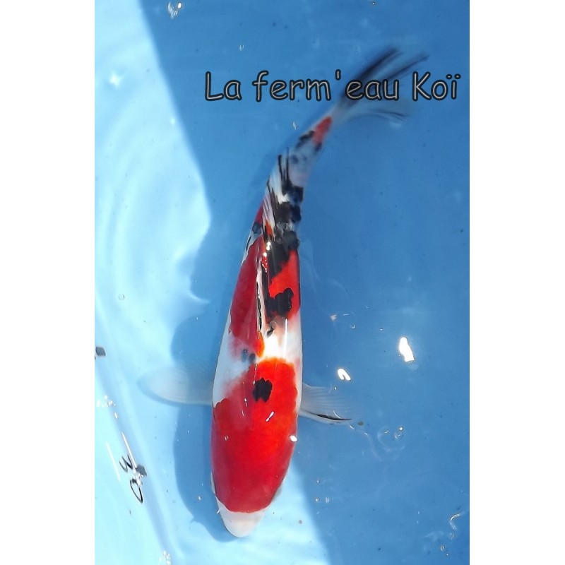 Sanke 20-25 cm Japon Ogata